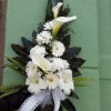 primula